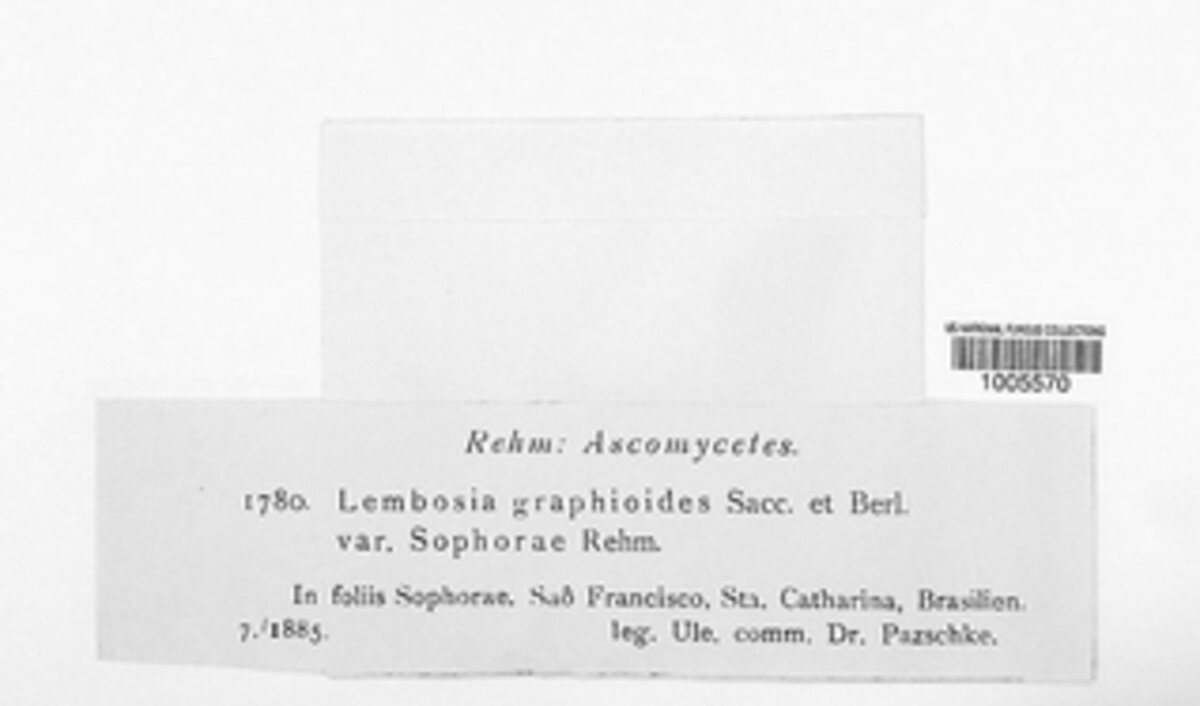 Morenoina graphoides image